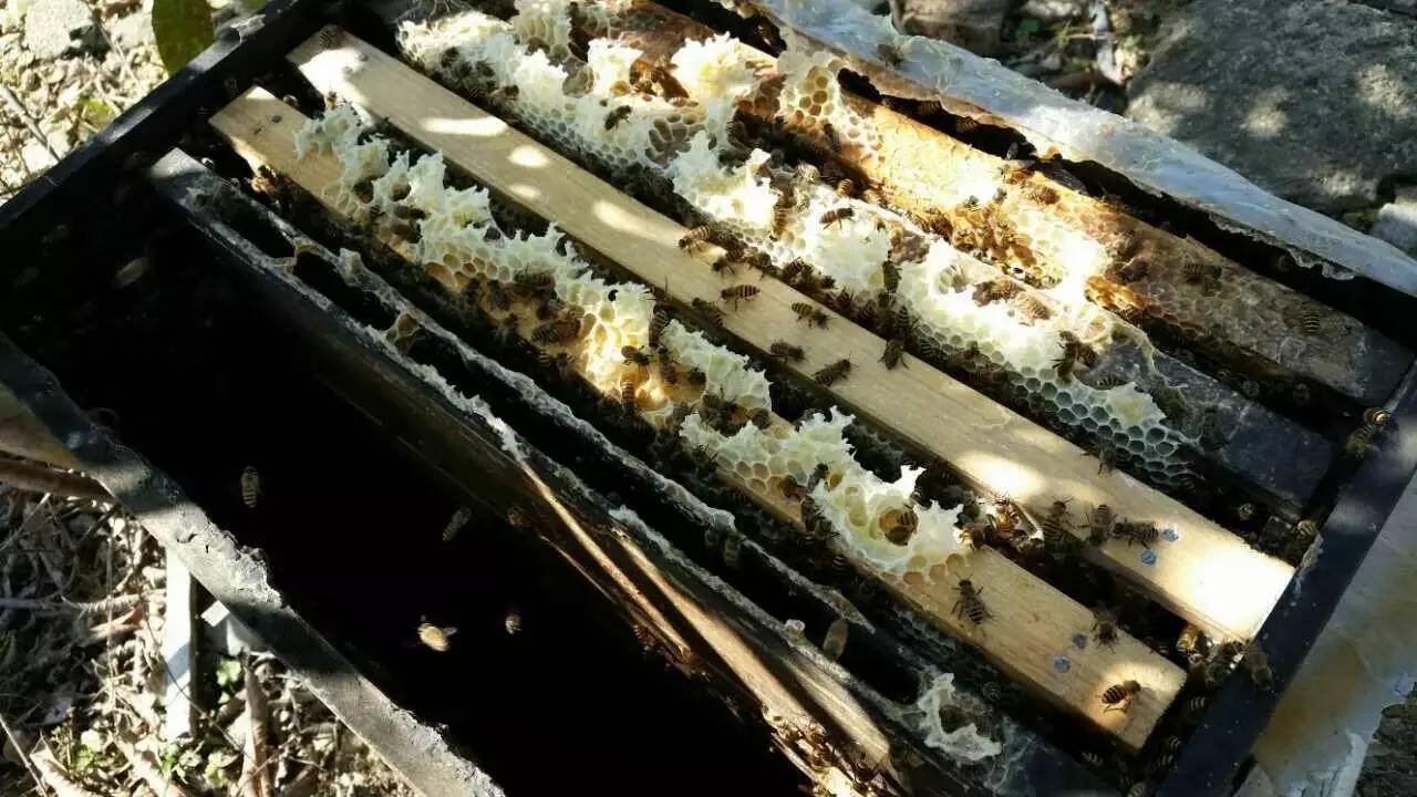 蜂蜜薯片 蜂蜜柚子茶 哪里的蜂蜜好 桂花蜂蜜 真假蜂蜜