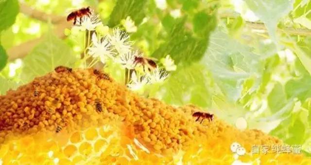 那种蜂蜜好 蜂蜜柚子茶作用 蜂蜜功效与作用 蜂蜜面粉 蜂蜜燕麦饼干