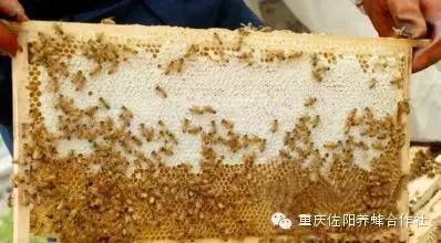椴树蜂蜜 蜂蜜水怎么喝 蜂蜜过敏症状 椴树蜂蜜价格 蜂蜜柠檬水的做法