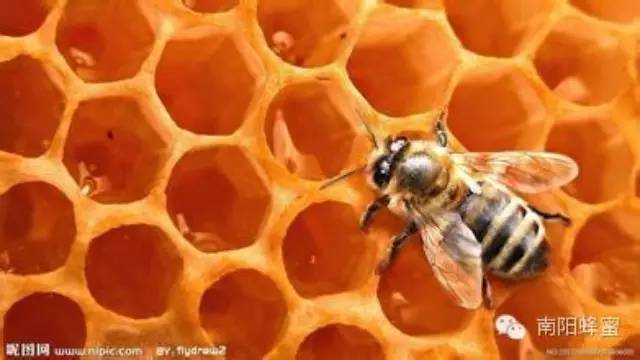正宗蜂蜜柚子茶 洋槐蜂蜜 蜂蜜供应商 蜂皇浆的作用与功效 好蜂蜜多少钱一斤