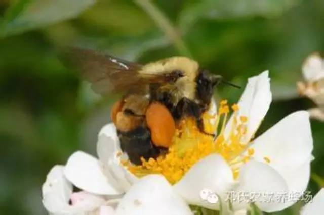 蜂蜜柚子茶 蜂蜜美容的方法 真蜂蜜的价格 蜂蜜白醋减肥法 蜂蜜美容
