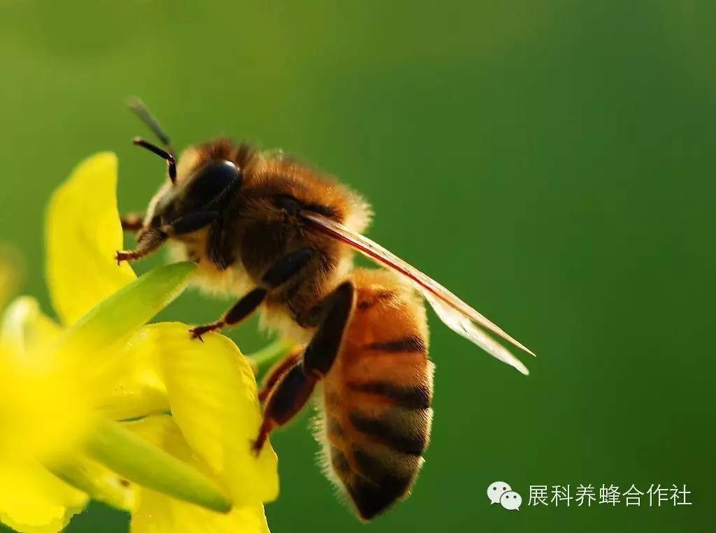 蜂蜜什么牌子比较好 蜂蜜醋水减肥法的危害 蜂蜜祛斑 蜂蜜怎样吃最好 蜂蜜美白祛斑