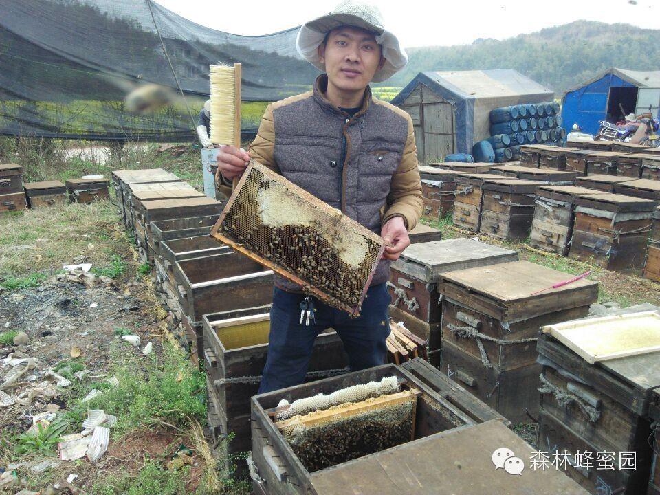 天喔蜂蜜柚子茶 百花蜂蜜价格 蜂蜜哪个好 蜂蜜加工 蜂蜜市场价