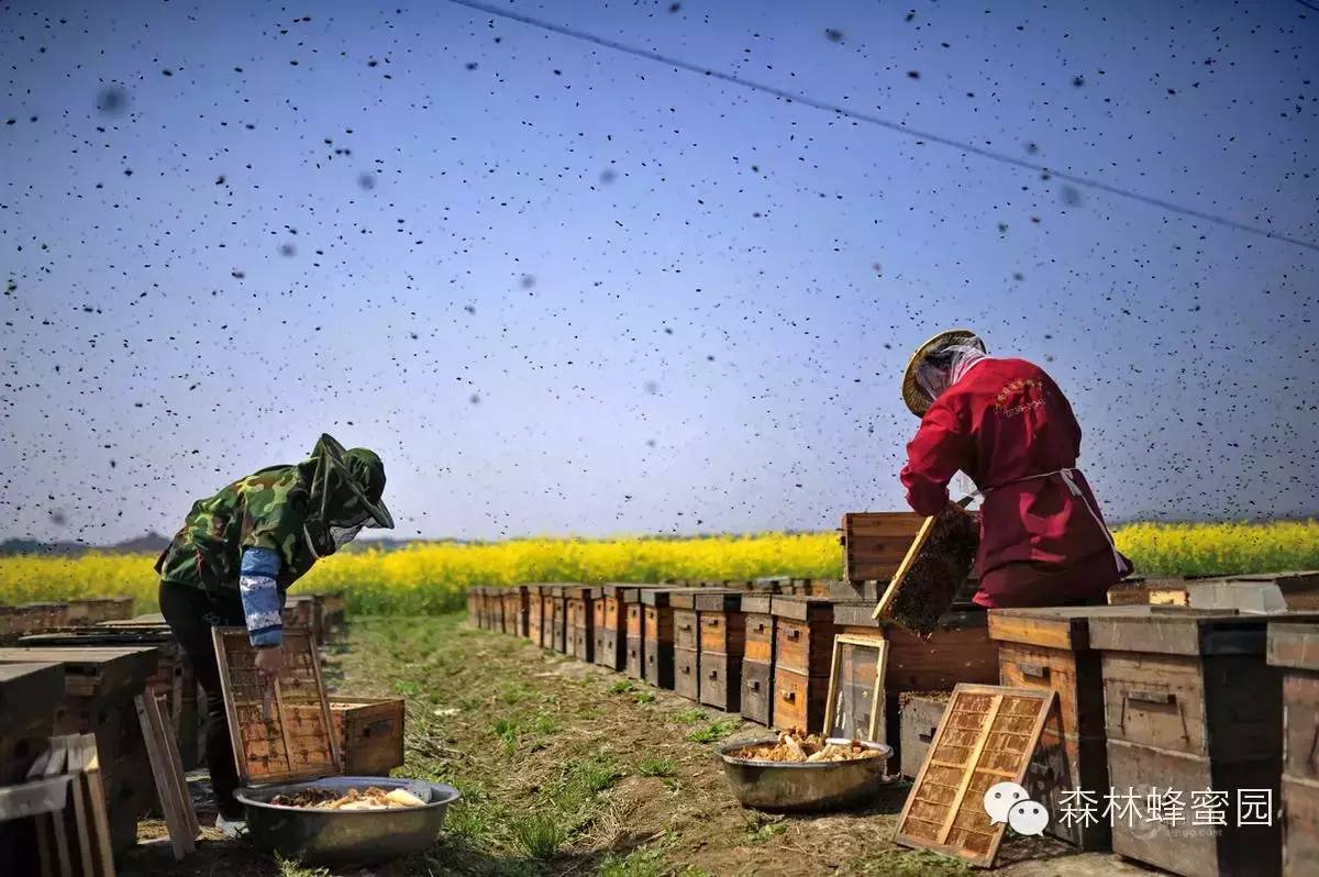 绿茶蜂蜜 枣花蜂蜜的价格 蜂蜜保质期 蜂蜜粉 蜂蜜 纯天然 农家