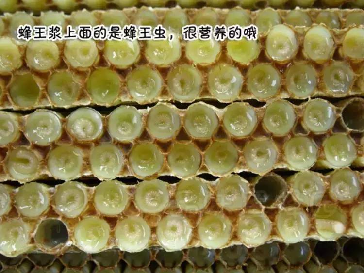 蜂蜜的功效与作用 蜂蜜包装设计 汪氏蜂蜜官网 蜂蜜包装 蜂蜜润唇膏