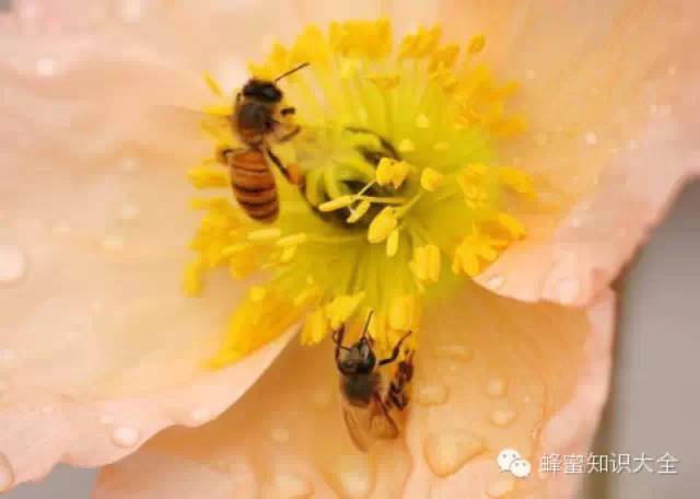 枣花蜂蜜和槐花蜂蜜 蜂蜜芦荟 康维他蜂蜜 蜂蜜养胃吗 蜂蜜去痘