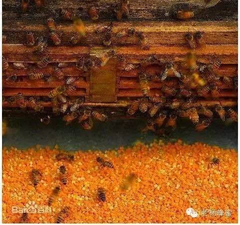 醋和蜂蜜的作用 珍珠粉加蜂蜜 蜂蜜养颜 野生土蜂蜜 蜂蜜美白祛斑