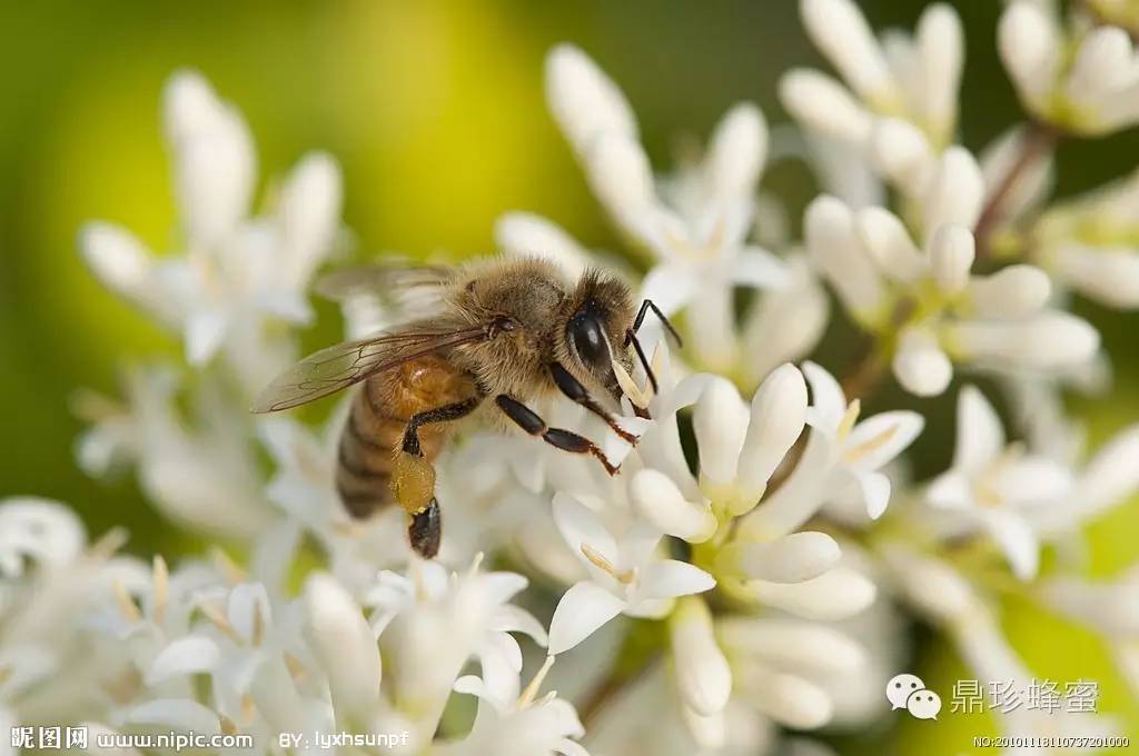 蜂蜜--药食同源之佳品