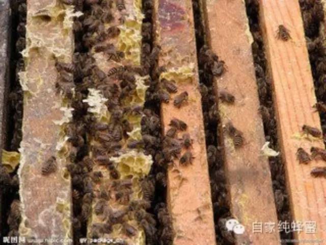 洋槐蜂蜜和枣花蜂蜜 枸杞蜂蜜 蜂蜜喝法 蜂蜜哪个品牌好 蜂王浆的作用与功效