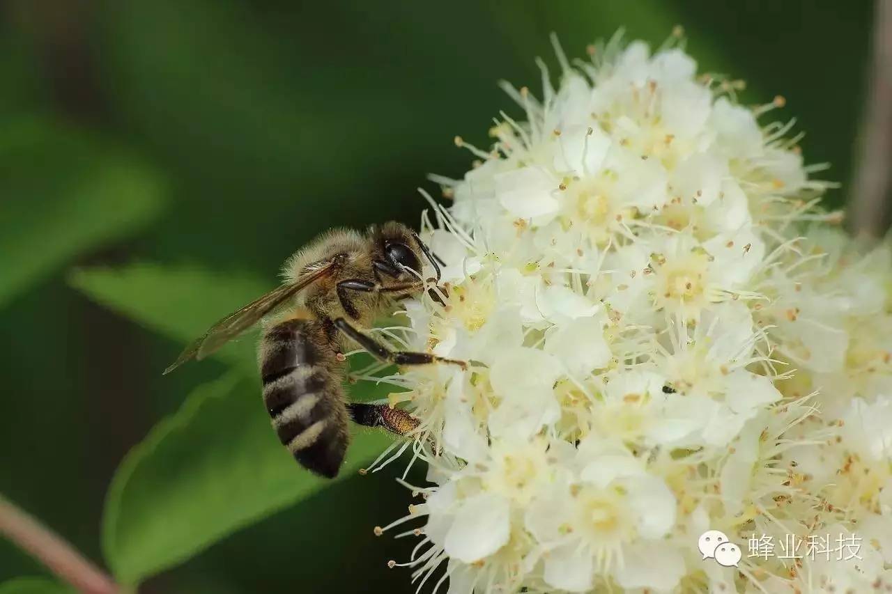 高血压患者能吃蜂王浆、蜂蜜吗？