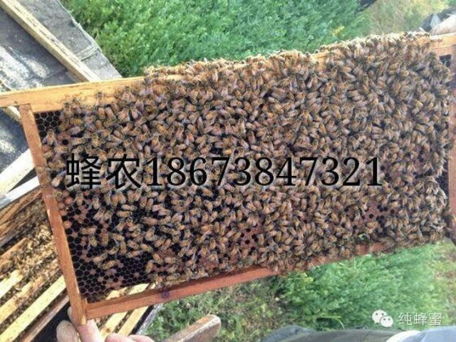 绿茶蜂蜜 怎么做蜂蜜面膜 蜂蜜的正确吃法 蜂蜜加盟店 姜汁蜂蜜水