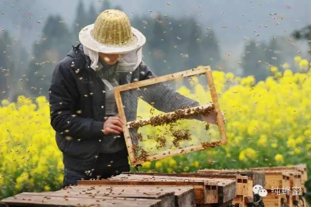 常见蜂产品的功效， 99.9%的人看完后都会去买蜂产品！