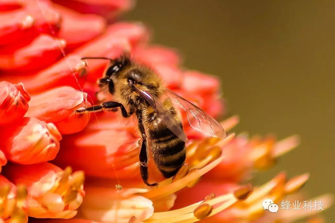 如何用蜂蜜祛斑 蜂蜜酒 蜂蜜哪种好 三七粉蜂蜜面膜 生姜加蜂蜜有什么作用
