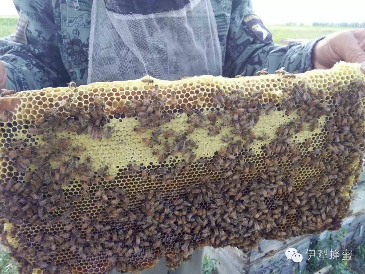 海藻蜂蜜面膜 如何用蜂蜜洗脸 蜂蜜柚子茶瘦身 蜂蜜塑料瓶 什么蜂蜜美容