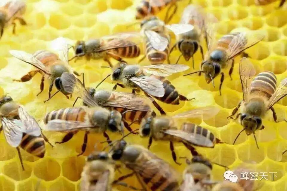 洋槐蜂蜜多少钱一斤 蜂蜜公司 荔枝蜂蜜 蜂蜜牛奶 哪一种蜂蜜好