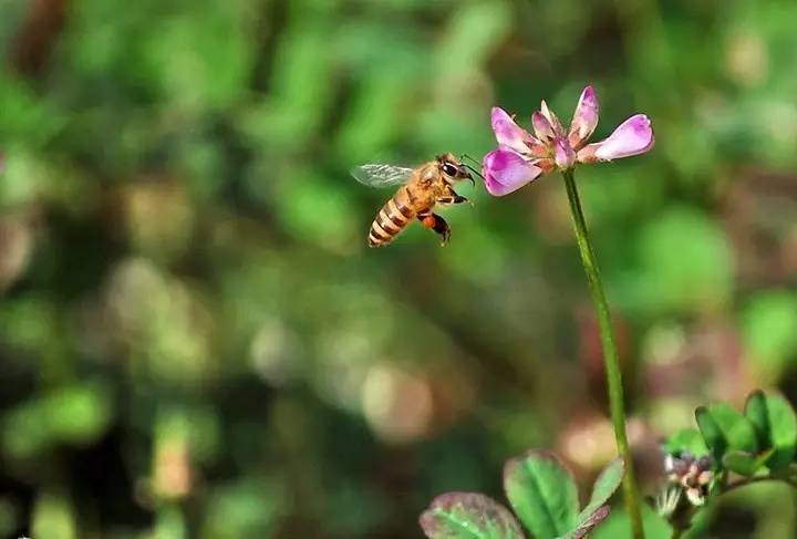 黑蜂蜜 进口蜂蜜好吗 蜂蜜一瓶多少钱 哪里的蜂蜜最好 糖尿病人能吃蜂蜜吗