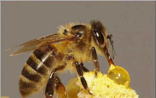 好蜂蜜是怎么被干死的？