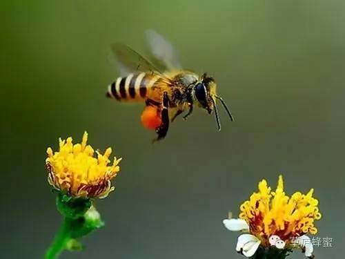 蜂王浆遇上蜂蜜，奇迹发生了！