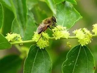 蜂蜜的好处 蜂蜜浓缩设备 蜂蜜柚子 柠檬和蜂蜜 蜂蜜祛斑法