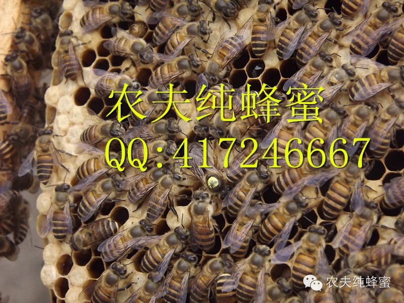 汪氏蜂蜜价格 蜂蜜美容的方法 蜂蜜红酒面膜 哪里有卖蜂蜜的 海藻蜂蜜面膜的作用