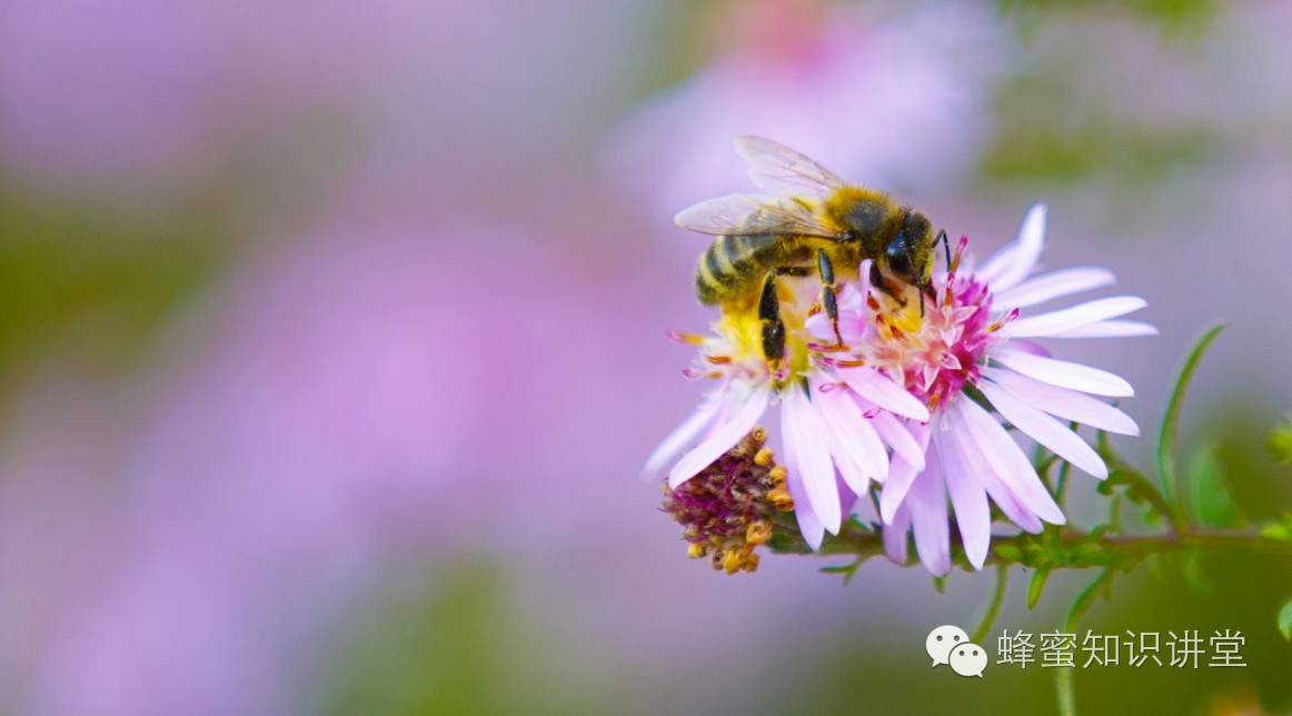 养蜂人必学的养蜂技术|如何预防盗蜂？