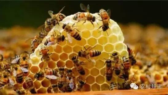 怎么做蜂蜜面膜 蜂蜜厂 蜂蜜批发 蜂蜜与血糖 生姜加蜂蜜