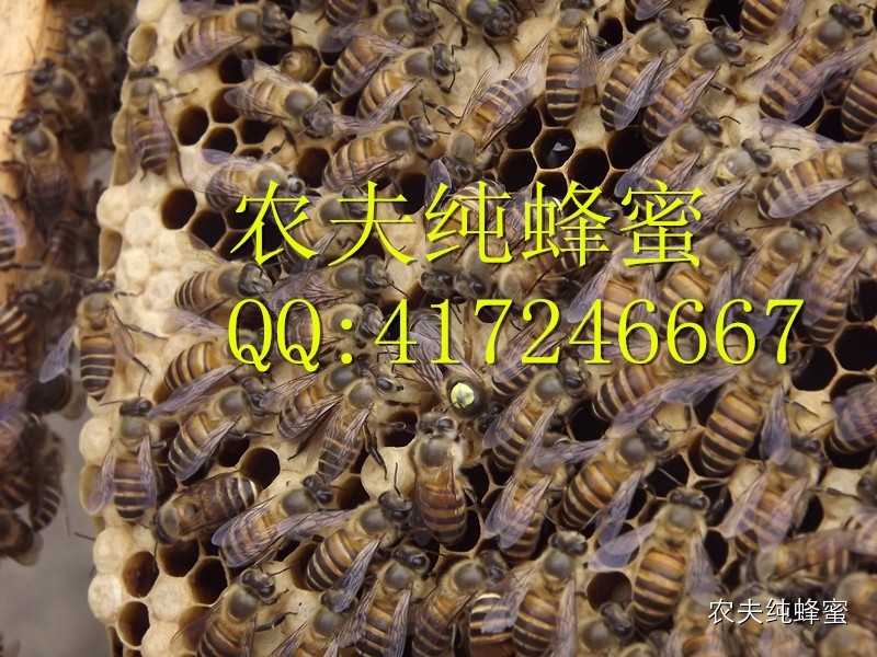 蜂蜜姜汤的作用 喝蜂蜜 蜂蜜可以放冰箱吗 蜂蜜美容 蜂蜜泡茶