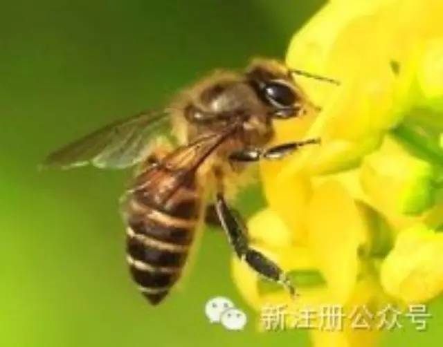 吃蜂蜜有什么好处 蜂蜜哪个好 乌发汤 糖尿病人能吃蜂蜜吗 土蜂蜜多少钱