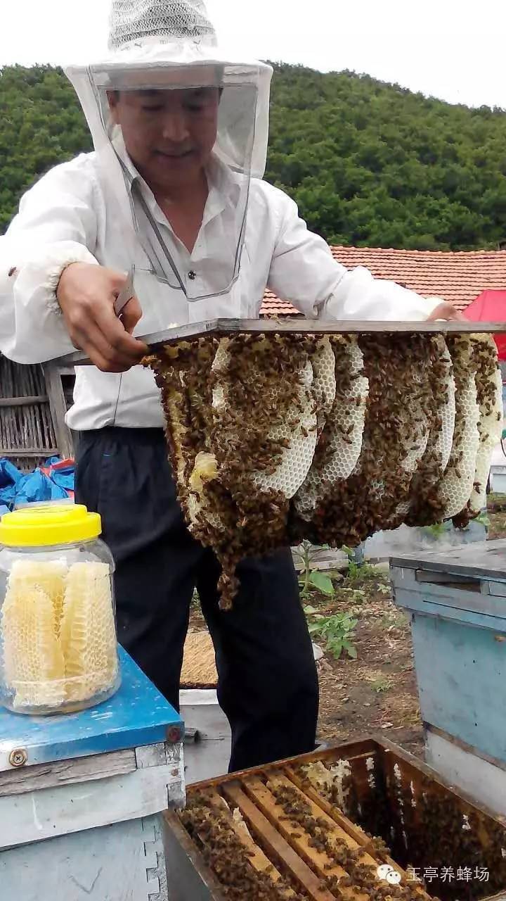 纯天然农家蜂蜜 正宗蜂蜜 蜂箱 蜂蜜加工厂 蜂蜜优劣