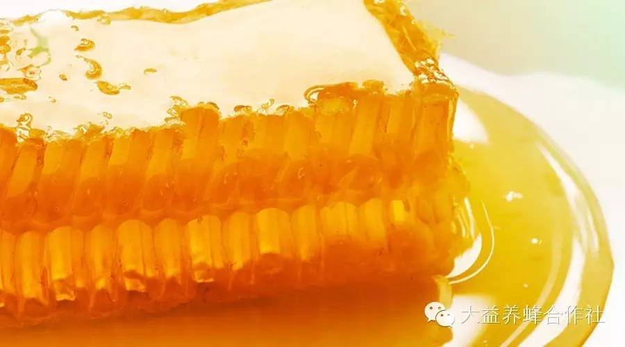 蜂蜜姜水的作用 蜜蜂视频 蜜蜂 蜂胶的作用与功效 研究会