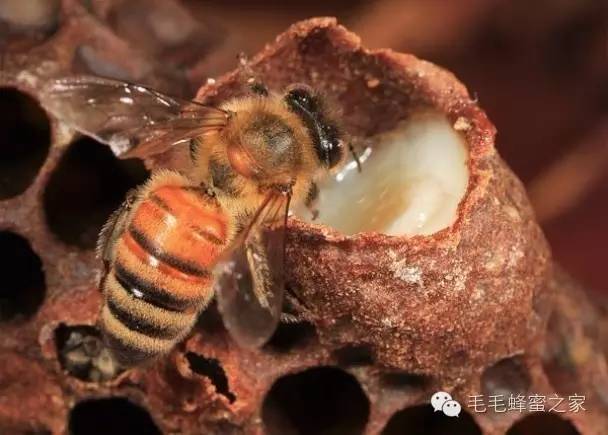 蜂蜜柠檬水的做法 蜂蜜敷脸 蜂蜜祛斑 椴树蜂蜜的作用 熊蜂