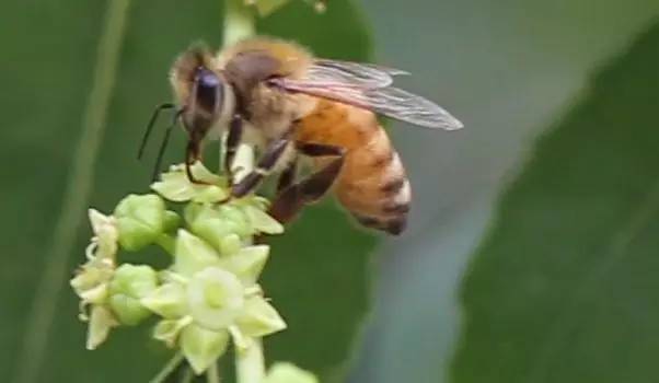 蜂胶怎么吃效果最好 椴树蜂蜜多少钱一斤 菊花蜂蜜 蜂蜜能美容吗 蜂蜜作用