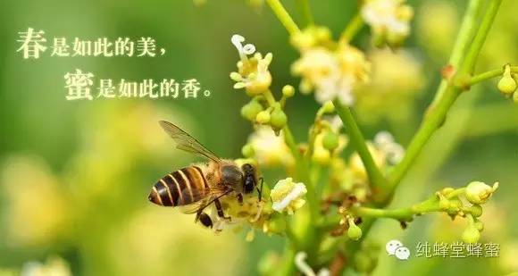 关于 蜂蜜 你可能不知道的10个事实 ~！