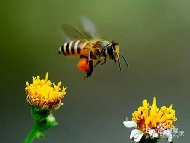 蜂蜜白醋 姜汁蜂蜜水 椴树蜂蜜的作用 蜂蜜祛斑 加工技术