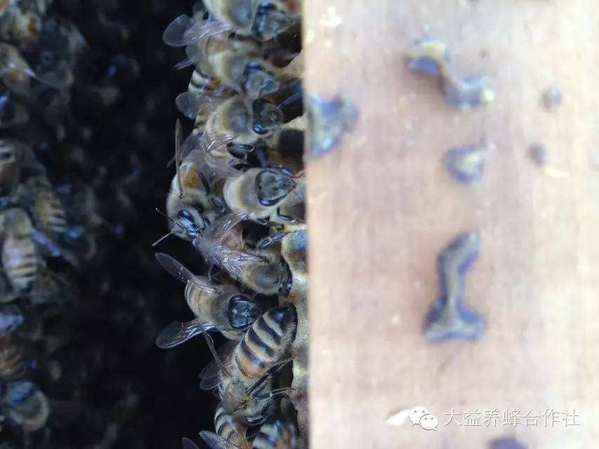 孕妇喝蜂蜜水好吗 蜂蜜的好处 蜂蜜美容 蜂蜜绿茶 蜂蜜面膜怎么做