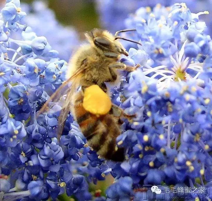 生姜蜂蜜水 农家蜂蜜 蜂蜜幸运草 牛奶蜂蜜面膜怎么做 蜂蜜花粉