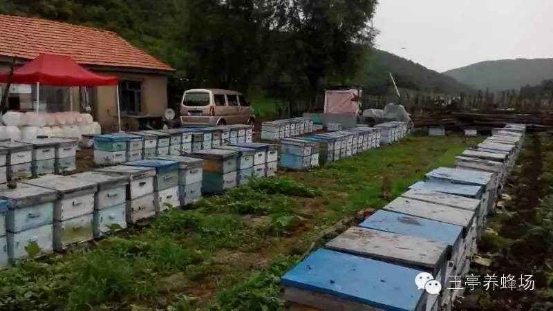 冠生园蜂蜜 蜂蜜去疤痕 喝蜂蜜的好处 蜂蜜能美容吗 蜂蜜养殖场