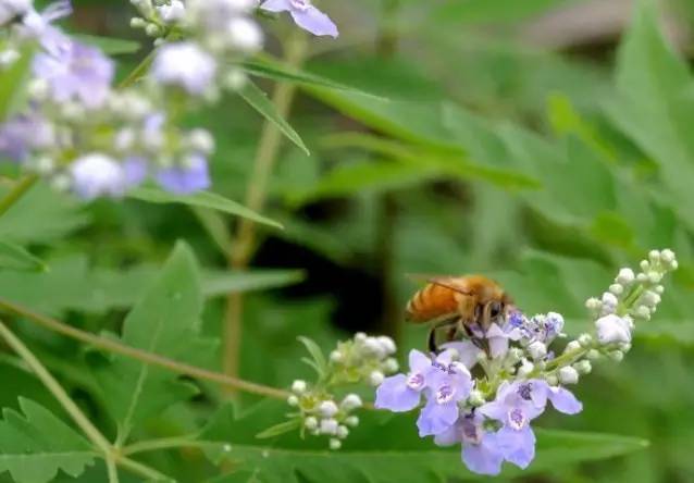 饲养管理 洋槐蜂蜜价格 白色蜂蜜 斑点 抗衰老