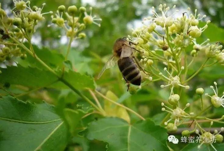 蜂蜜的鉴别 蛋清蜂蜜面膜 保健食品 敌害防治 蜂蜜有丰胸功效吗