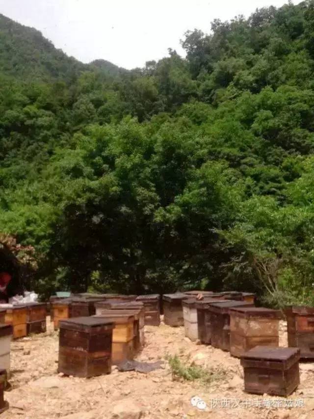 养蜂收益 蜂毒用途有哪些 新疆 西红柿蜂蜜面膜功效 这是