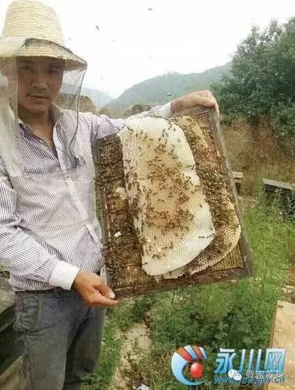 蜂花粉的吃法 蜂蜜 便秘 养蜂蜜 蜂蜜塑料桶 袋装蜂蜜
