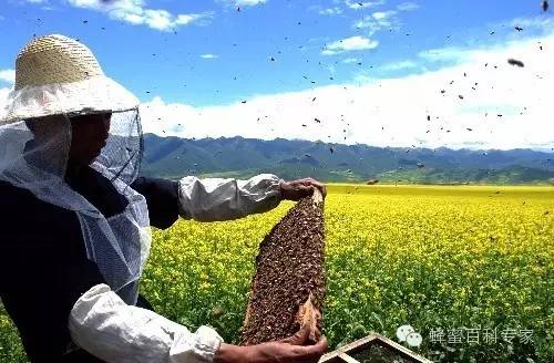 蜂蜜的作用与功效 出口 糖分 新疆 养蜂