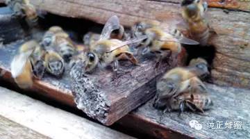三七蜂蜜面膜 巢脾蜂蜜 蜂蜜祛斑 散装蜂蜜批发 蜂蜜美容