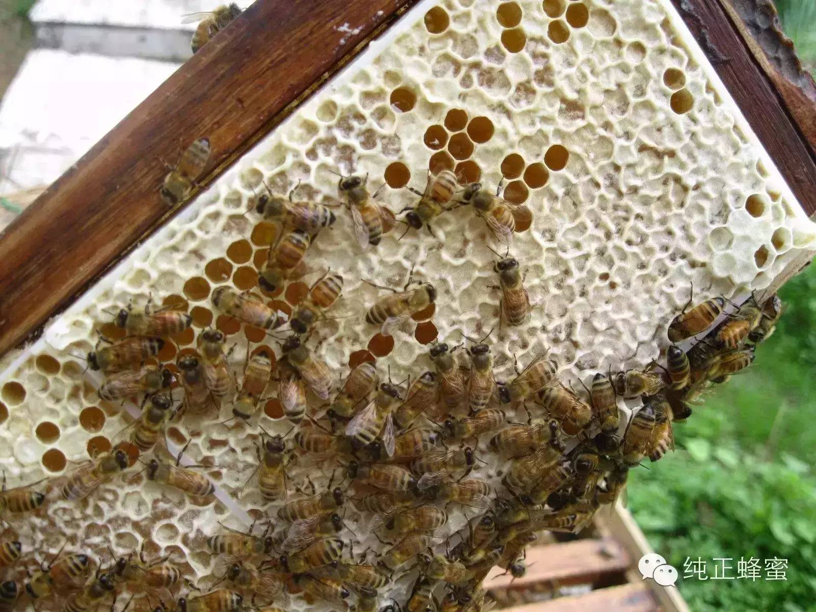 生殖系统 蜂蜜推荐 壁蜂 柠檬蜂蜜水的功效 醋加蜂蜜