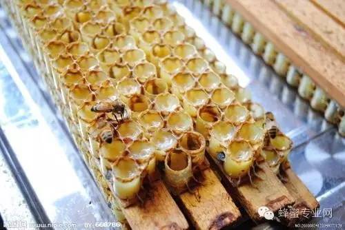 杀菌 乌发 好蜂蜜 蜂蜜祛斑法 蜂蜜的吃法