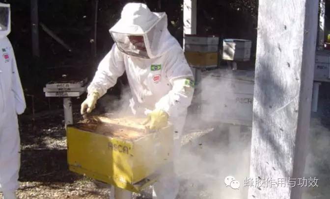 【国家地理杂志揭秘】巴西蜂胶科学的采集和萃取工艺（下篇）