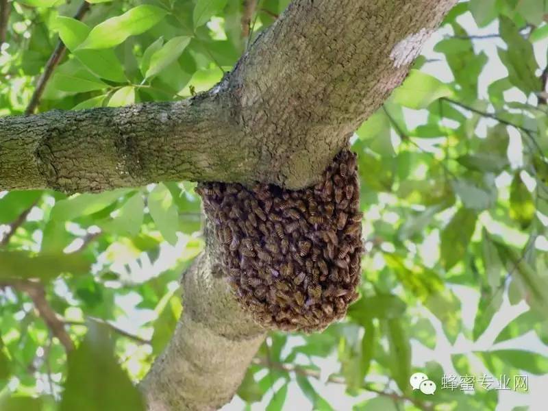 ​蜂蜜的糖果制品 保护 洋槐蜂蜜价格 珍珠蜂蜜面膜怎么做 牛奶蜂蜜面膜的做法