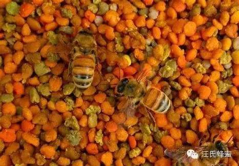 浓缩蜂蜜 收购土蜂蜜 蜂蜡治病 蜂蜜过敏 首乌