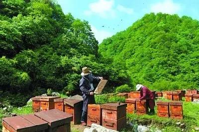 [蜂蜜减产调查]养蜂后继无人 蜂蜜大幅减少