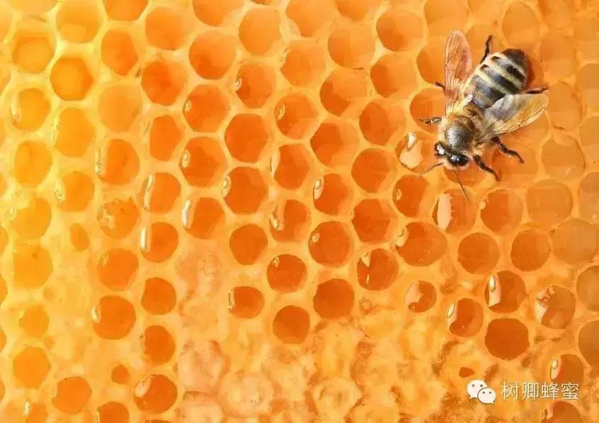 什么牌子的蜂蜜最好 蜂蜜真假 土蜂蜜怎么吃 蜂蜜代理 西红柿蜂蜜面膜功效